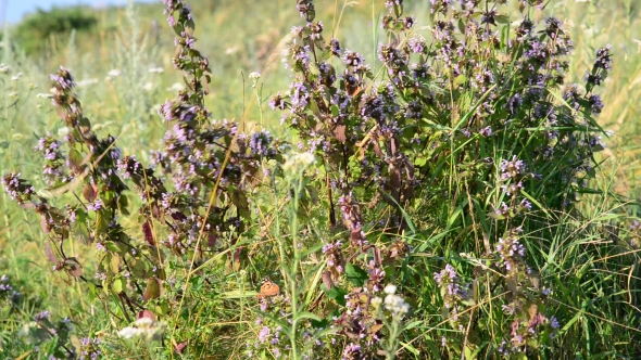 Dead Nettle and Butterfly in the Steppe