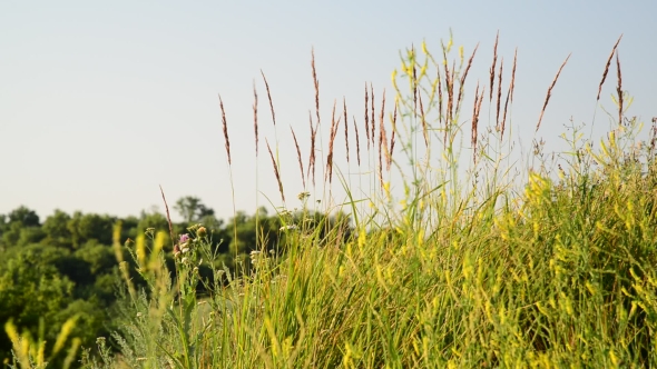 Grass in the Steppe