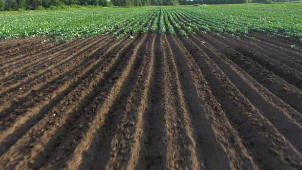 Cabbage Plantation in the Field. Vegetables Grow in a Rows alt