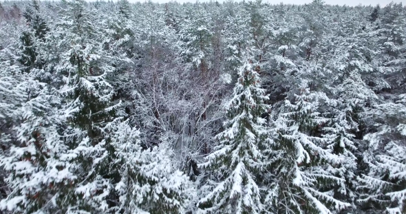 Aerial View of Snowy Forest at Winter