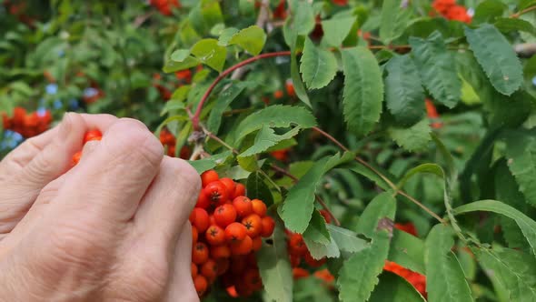 Rowan Berries Background