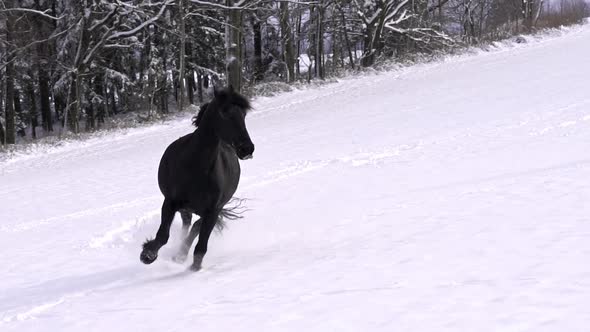 Friesian stallion running in winter field. Black Friesian horse runs gallop in winter.