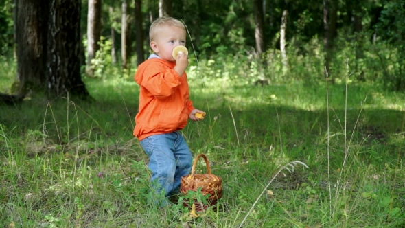 Funny Little Boy of 1,5 Years Studying Mushrooms in a Basket