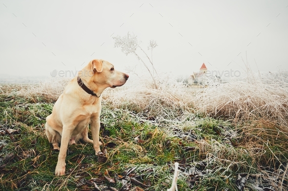 Frosty day with dog - Stock Photo - Images