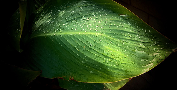 Rain Drops on Green Leaf