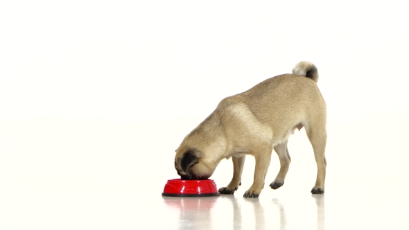 Pug Runs To His Toe with a Dry Food. White Background alt
