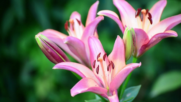 Three Flowers of Pink Lilies with Large Stamens
