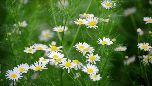 Many White Daisies Gently Swaying in Wind