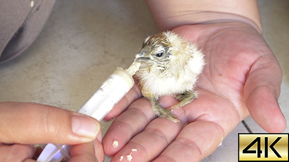 Feeding Newborn Chick 01