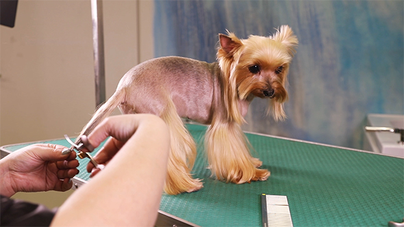 Haircut of Yorkshire Terrier Dog