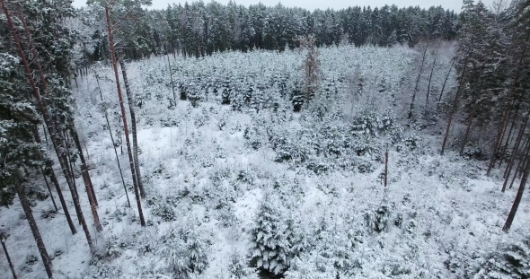 Aerial View of Snowy Forest at Winter