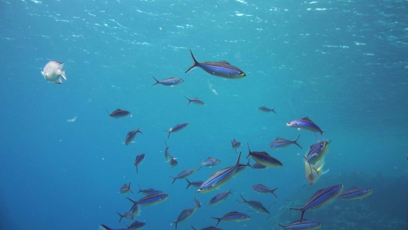 A Large Group of Fish Swim in the Red Sea alt