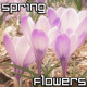 Crocus Flower in Spring Garden - VideoHive Item for Sale
