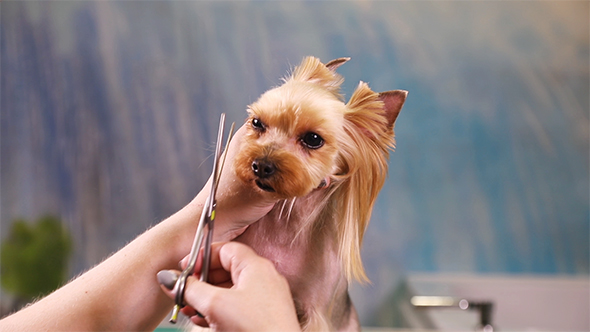 Groomer Makes a Stylish Dog Hhaircut