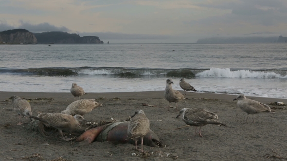Pacific Gull Eating Dead Seal on the Beach. alt