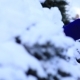 Female Hand in Mittens Sliding on Snowy Trees - VideoHive Item for Sale