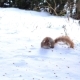 Little Squirrel Running on Snow in Winter Forest - VideoHive Item for Sale