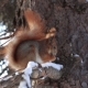 Red Squirrel on Pine Branch Eating Nuts in Winter - VideoHive Item for Sale