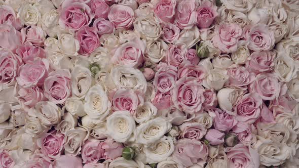 Thriving of Full Bloom Flowerscape Floral Visual of Live Flowers Roses Background alt