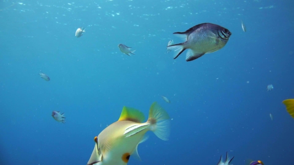 A Large Group of Fish Swim in the Red Sea