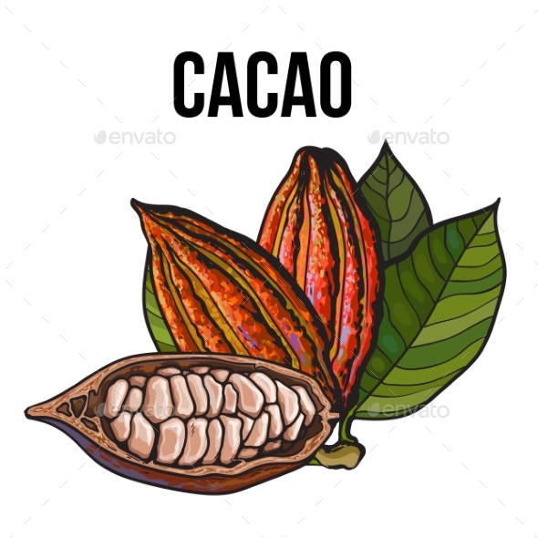 Hand Drawn Whole and Half Cacao Fruits with Leaves - Flowers & Plants Nature
