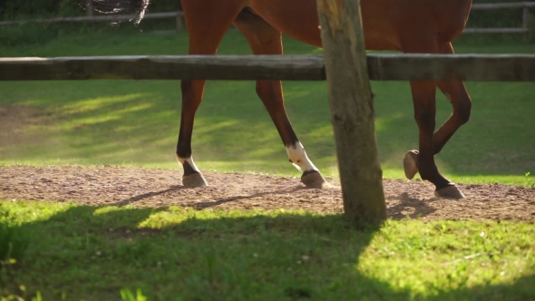 Horses Grazing in the Paddock at Sunset