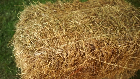 Bale of Hay Tied with String