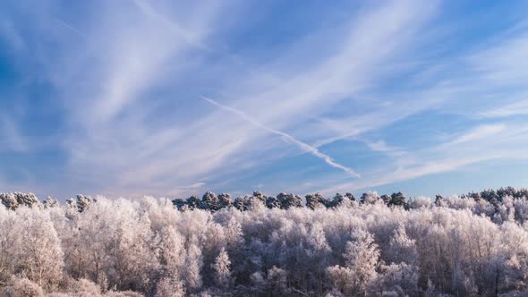 Frosty Trees in the Forest