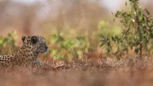 A female cheetah, Acinonyx jubatus lays down in the shade and is viewed at eye level during the summ alt