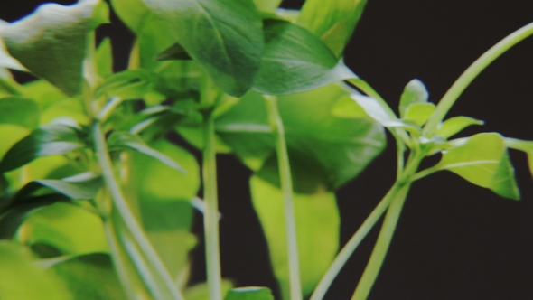 Basil Rotating on Black Background alt