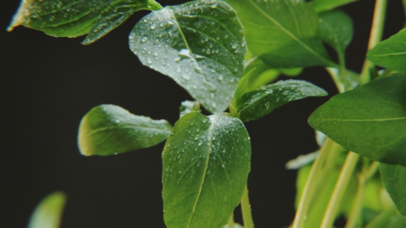Wet Basil on Black Background alt