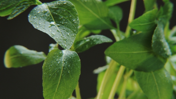 Wet Basil on Black Background alt