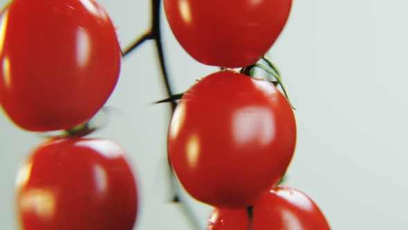 Tomatoes Rotating on a White Background alt