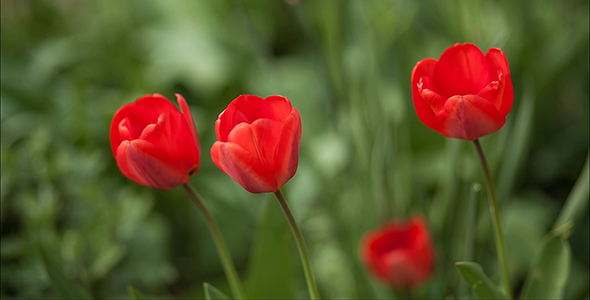 Red Tulips