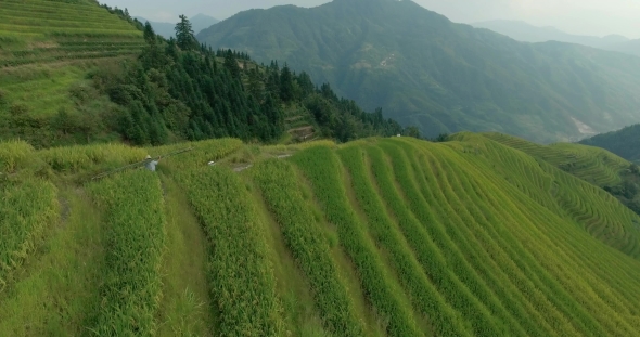 The Longji Rice Terraces