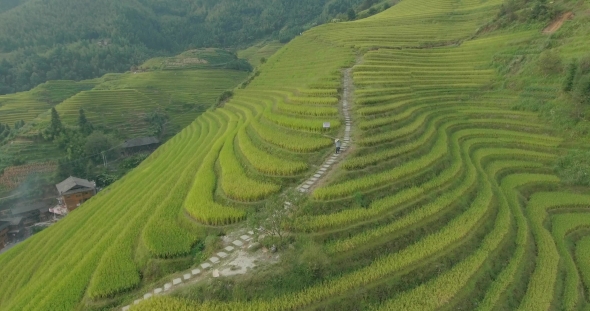 The Longji Rice Terraces