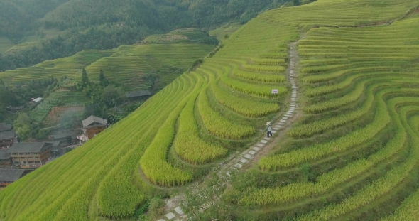 The Longji Rice Terraces