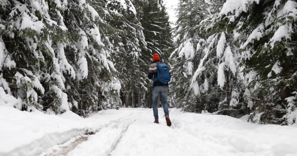 Man Hiker Walking Snow Winter Forest Traveler With Backpack Back Rear View