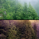 Flying Over Misty &amp; Magical Forest - 2 Versions - VideoHive Item for Sale