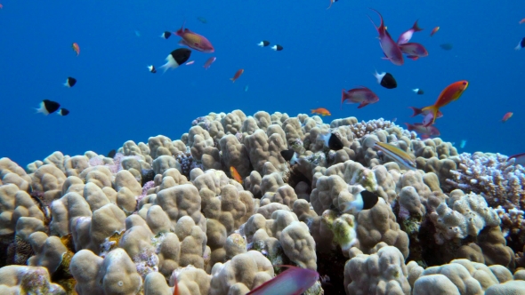 Underwater Coral Reef with Tropical Fish in Ocean alt