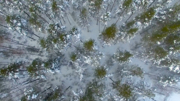 Winter Forest From Above. Aerial Flight Over Forest Covered with Snow. alt