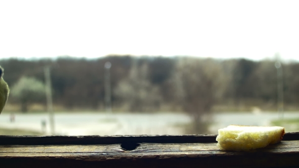 Bird Titmouse Eats Bread on a Wooden Window Sill alt