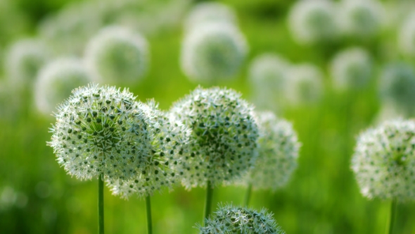Beautiful White Allium Circular Globe Shaped Flowers Blow in the Wind