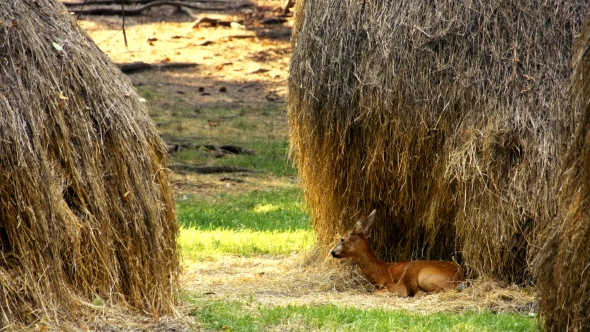 Roe Deer in the Wild alt