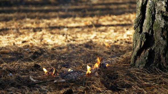 Fire in a Pine Forest alt