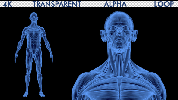 4K Male Body Anatomy, Motion Graphics | VideoHive