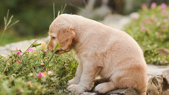Little Puppy Eats Flowers and Leaves alt