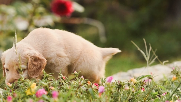 Little Puppy Eats Flowers and Leaves alt