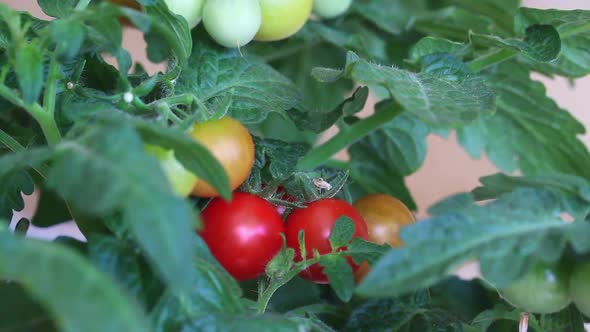 Bush Of Tomatoes In A Pot. Clusters Of Tomatoes Are Visible. Some Are Ripe, Some Are Still Green alt