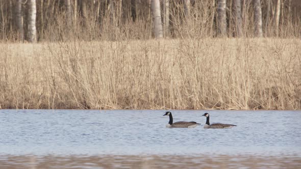 A couple of Canada geese swimming in a lake in Dalarna, Sweden, wide shot alt